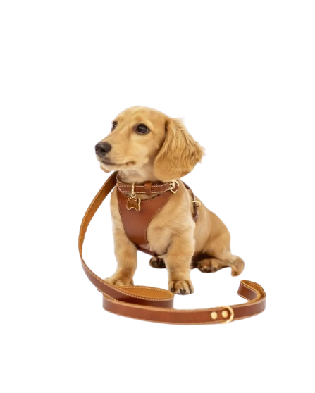 Coleira para pets